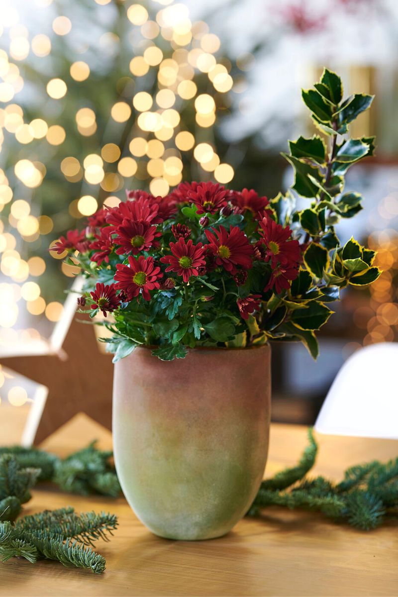 Pot chrysanthemums Christmas decor on Thursd