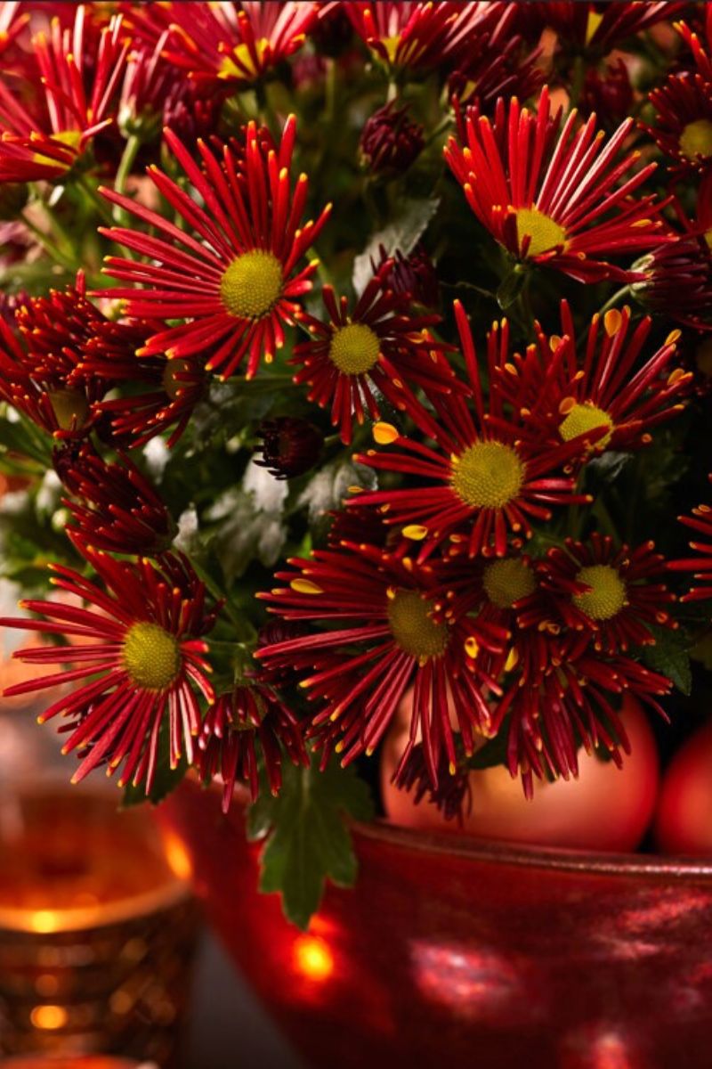 Red Sollinea pot chrysanthemums for Christmas on Thursd