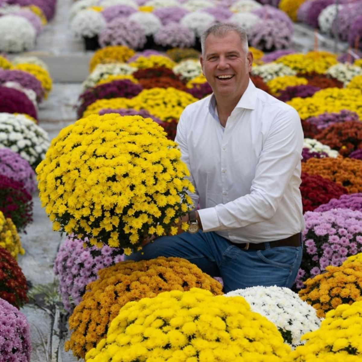 Potted Chrysants by Royal Van Zanten