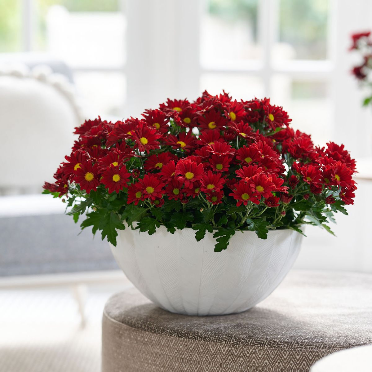 pot-chrysanthemums-are-the-real-deal-for-x-mas-featured