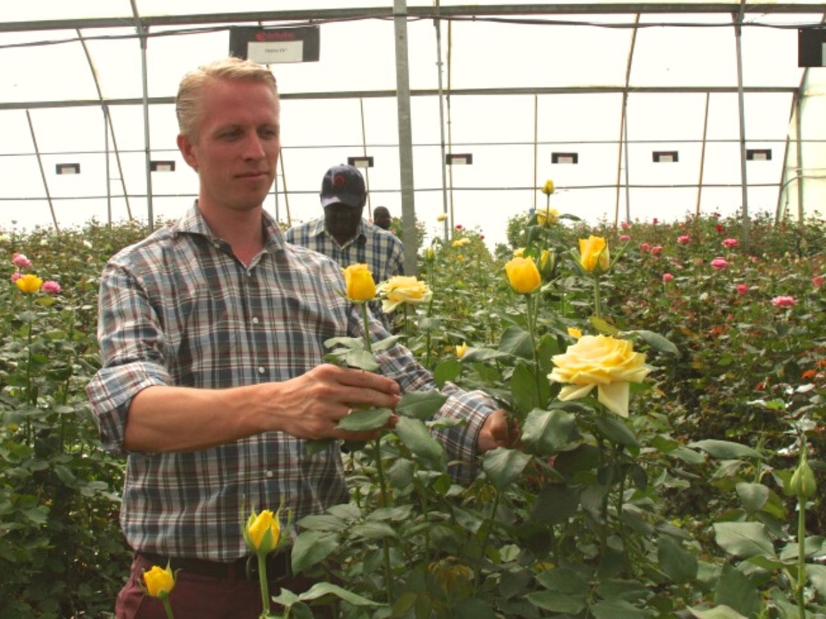 De Ruiter team picking one of the Big Five Yellow roses on Thursd