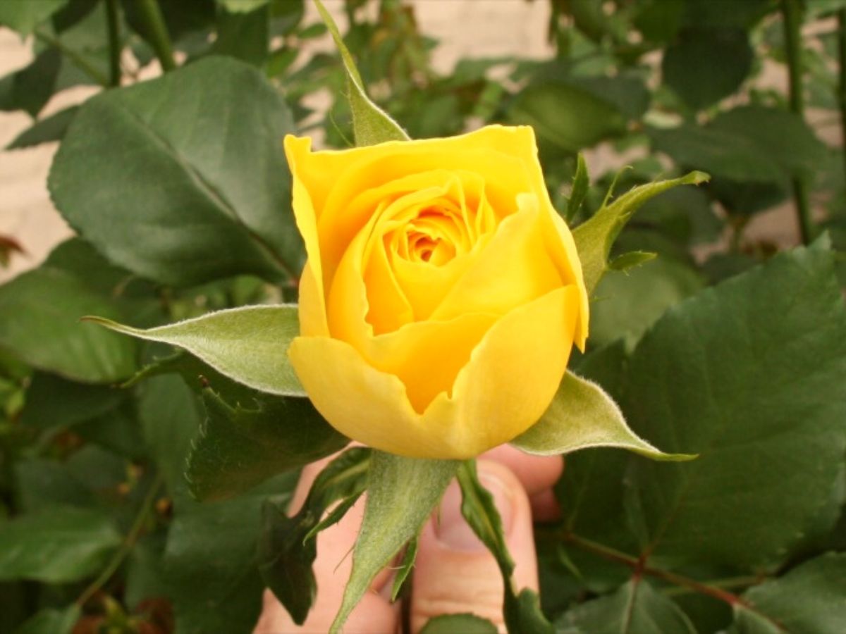 Glitter roses aka HKstyle blue and yellow