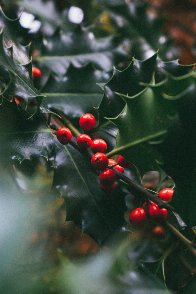 Holly Ilex Aquifolium Christmas greenery