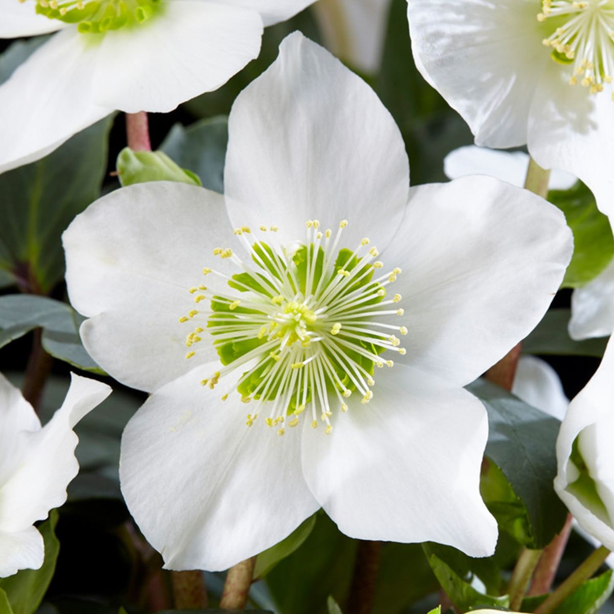 Christmas sale blooming plants