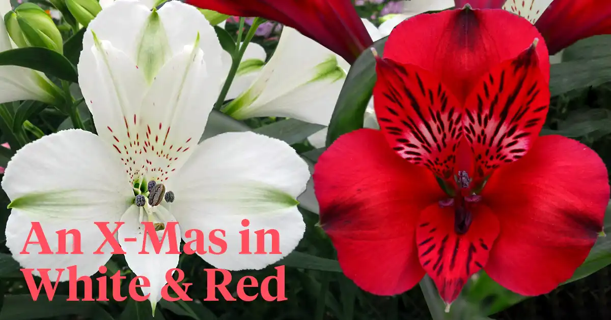 Red and White Alstroemeria for Christmas header on Thursd