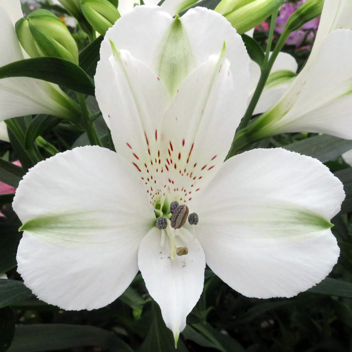 This Is the Red & White Alstroemeria Season