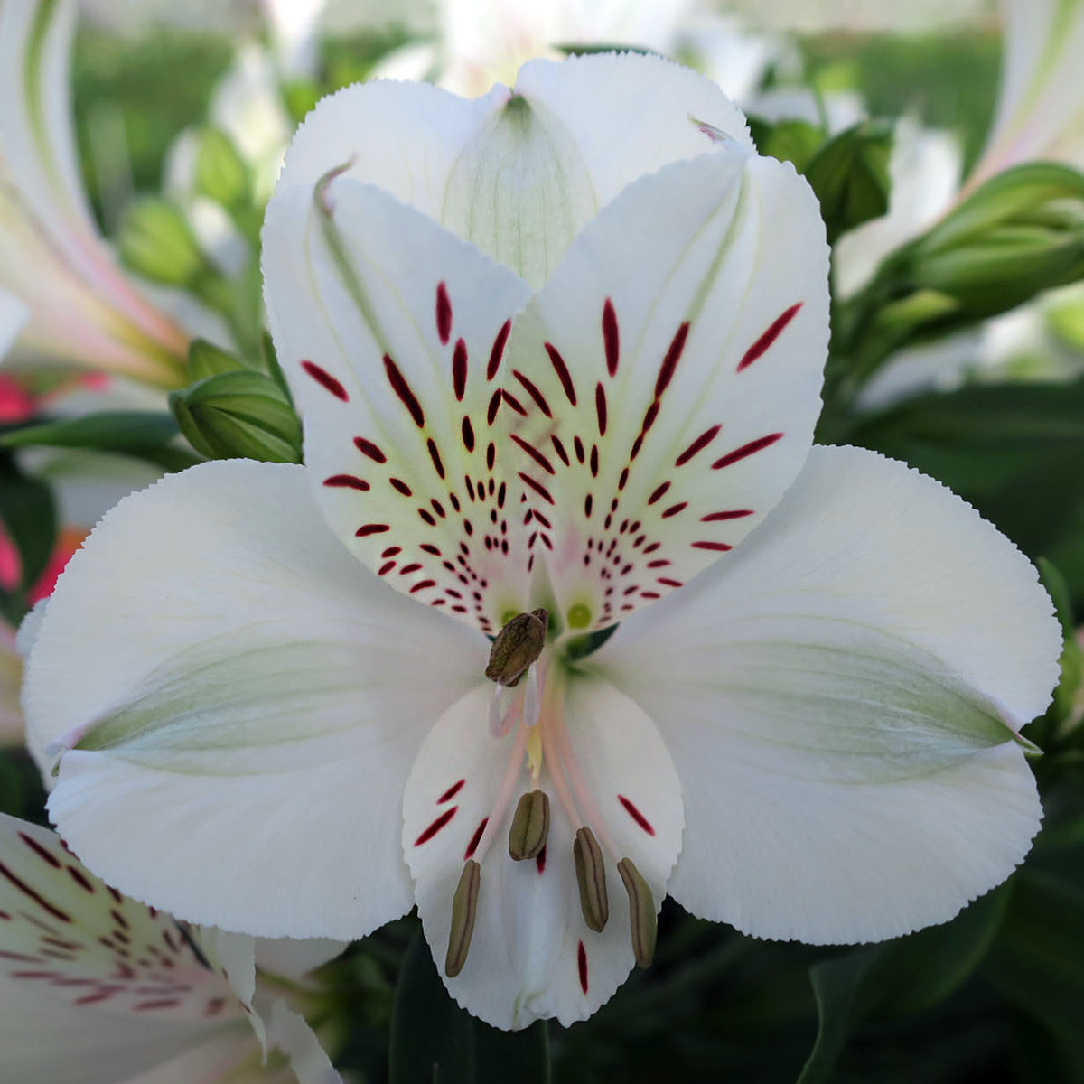 This Is the Red & White Alstroemeria Season