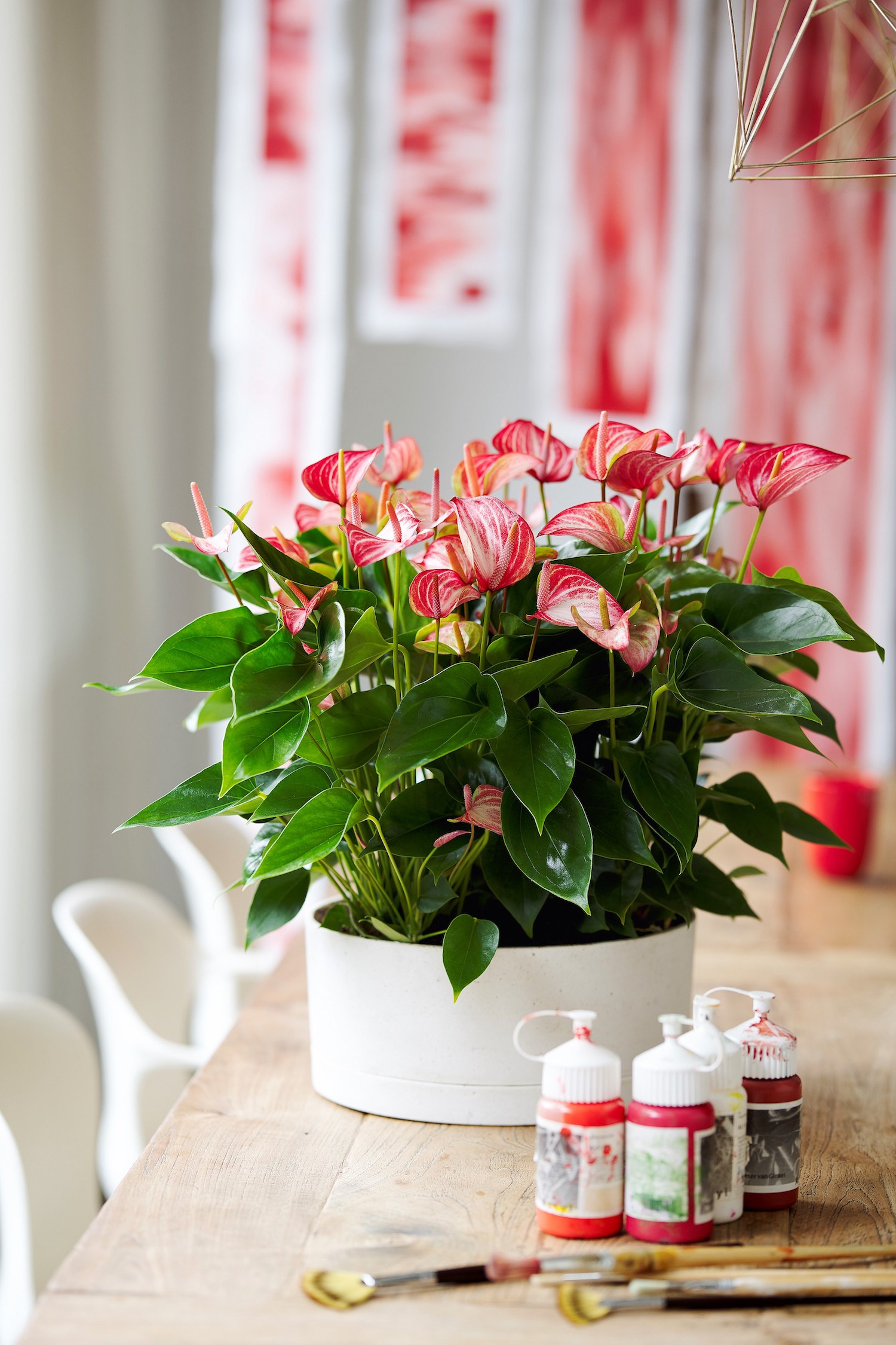 Tropical Flower Anthurium