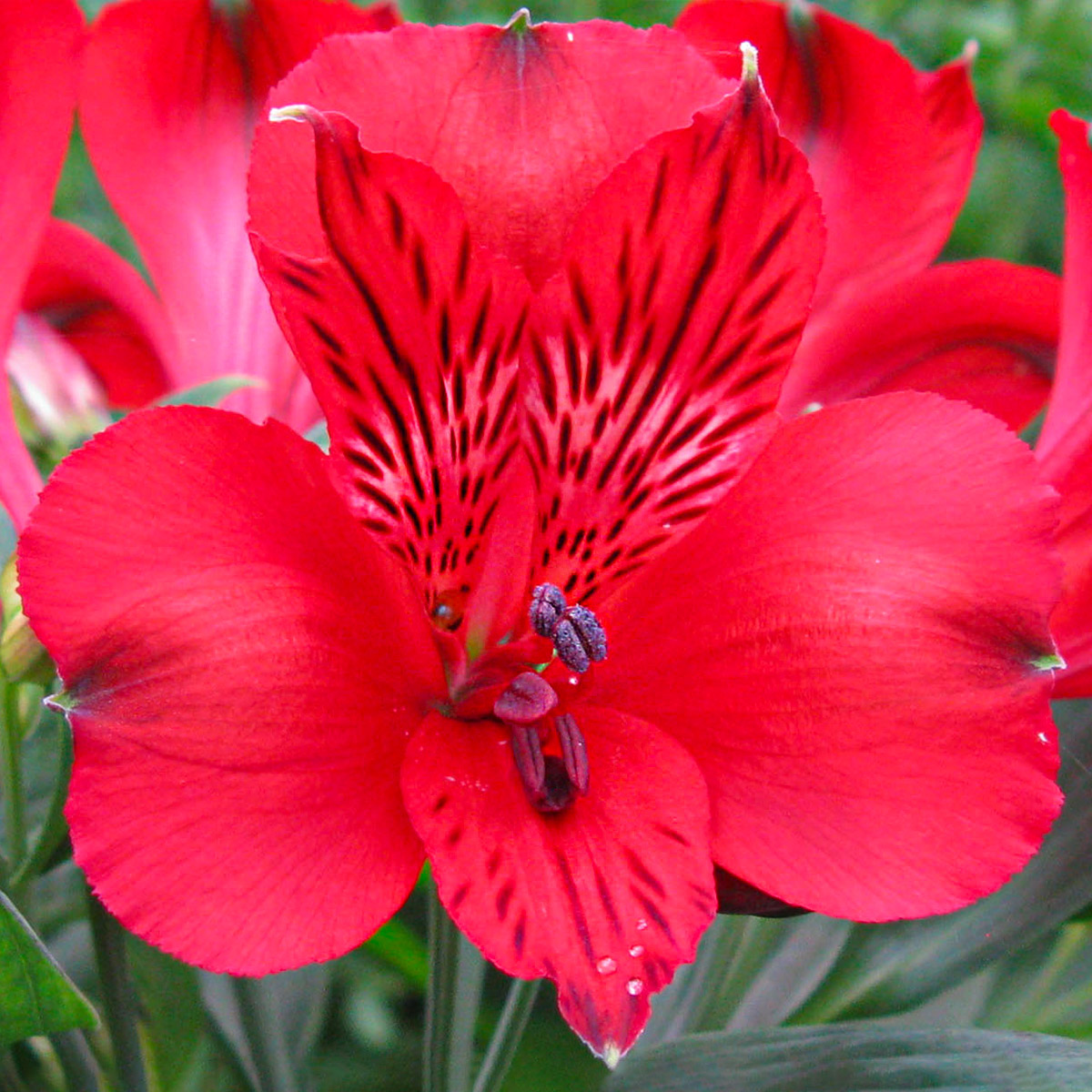 This Is the Red & White Alstroemeria Season