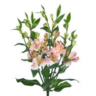 Charmelia Pink - Product onThursd