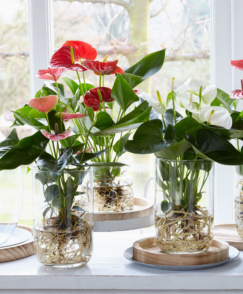 Anthurium plants on water