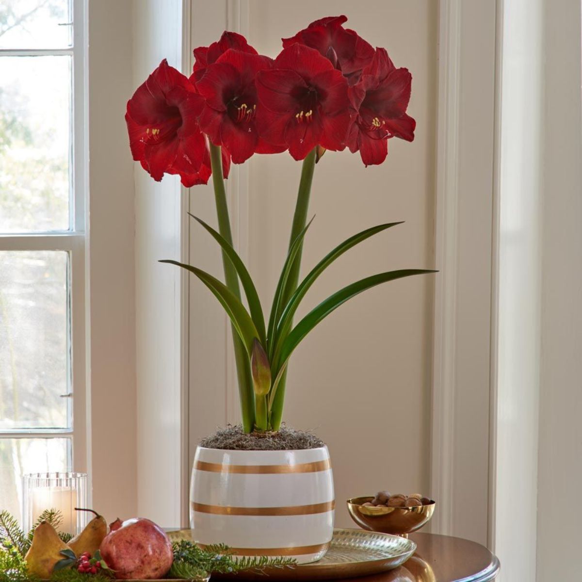 How to care for Amaryllis during winter on Thursd
