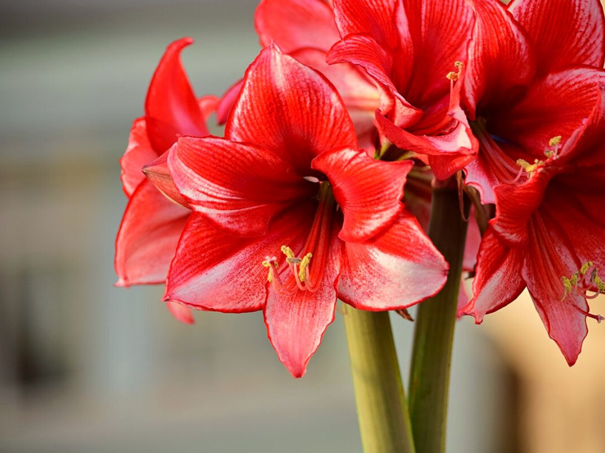 Amaryllis plant care after it blooms on Thursd