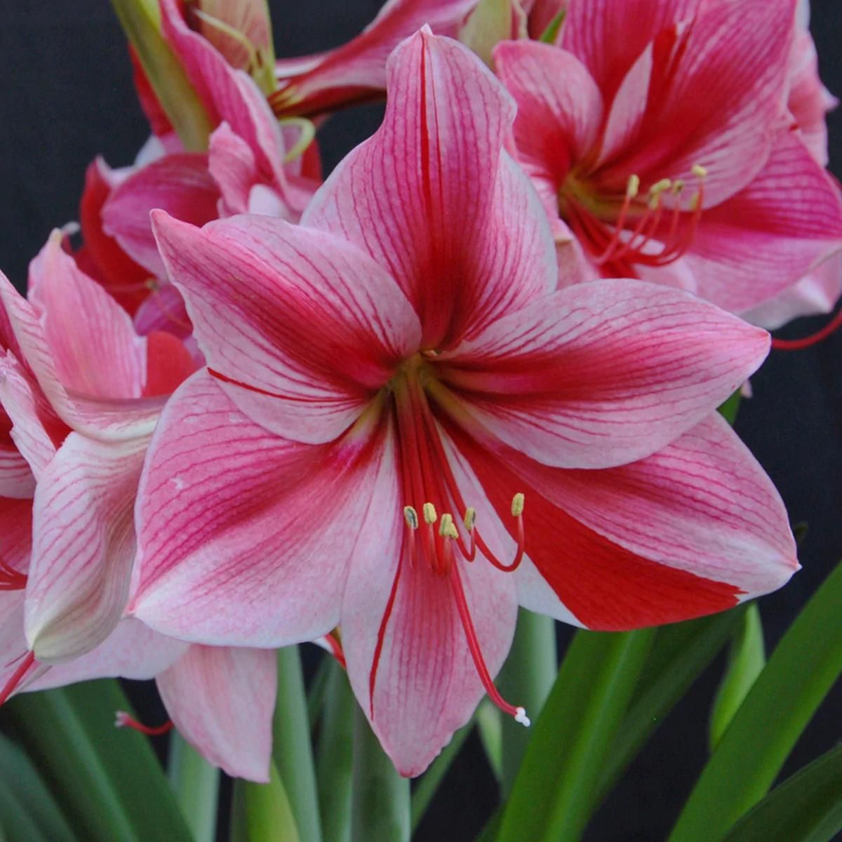 amaryllis-for-christmas-featured