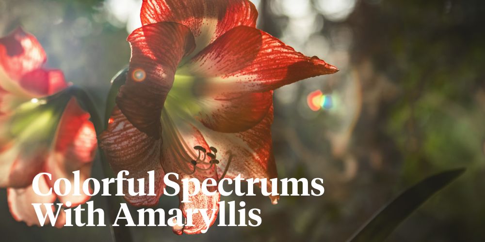 Colorful Amaryllis header on Thursd 