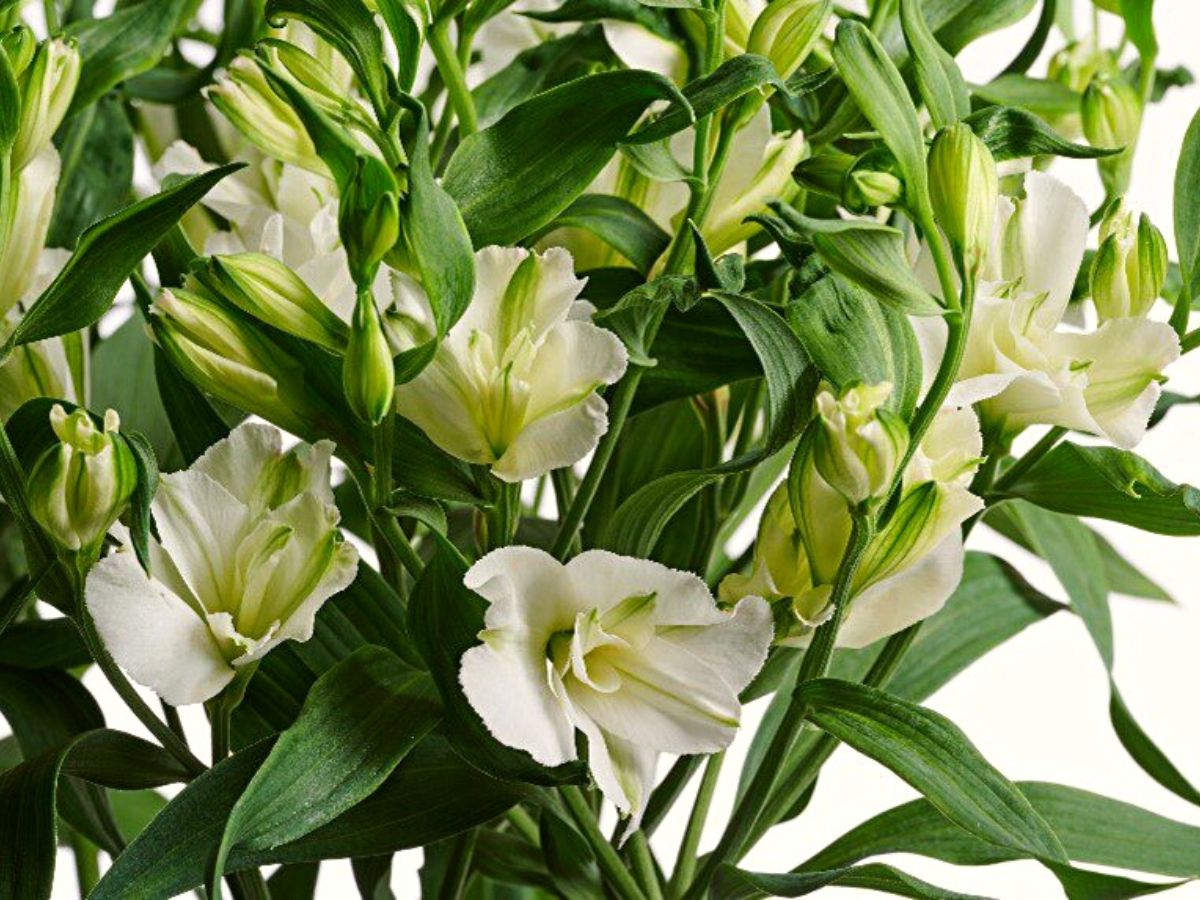 Charmelia Blanca on Thursd