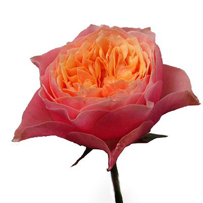 Wans Roses - Grower featured on Thursd