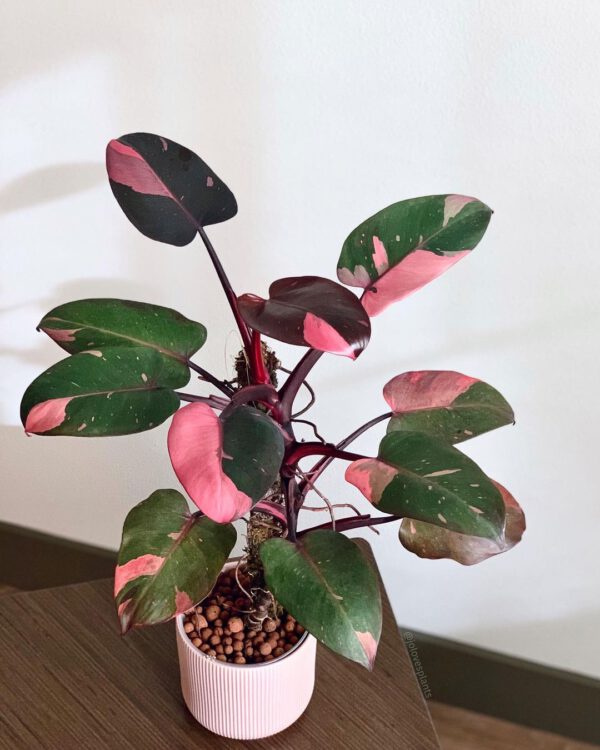 Odtiaľ fill znepokojenie pink plants indoor pes lapanie po dychu popísať