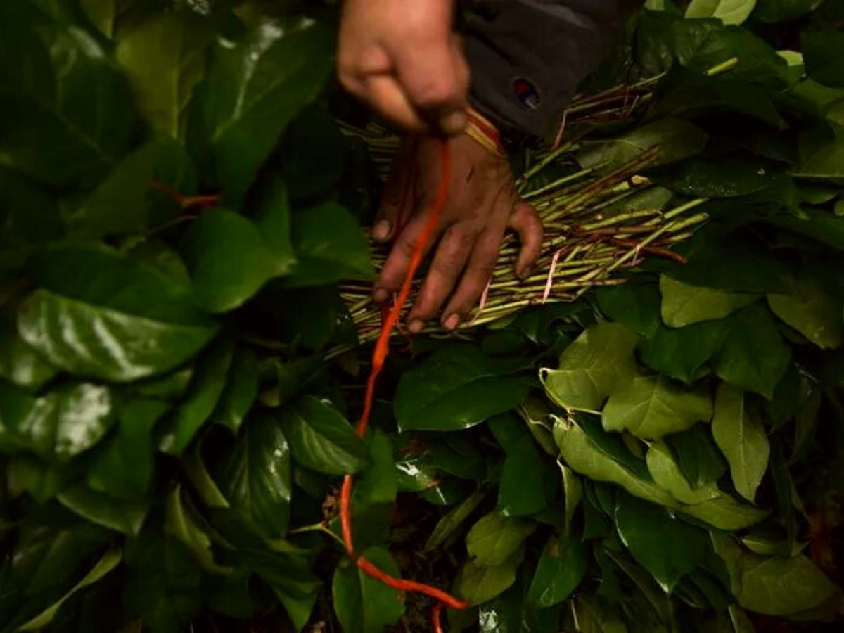 Salal picking is very hard work on Thursd