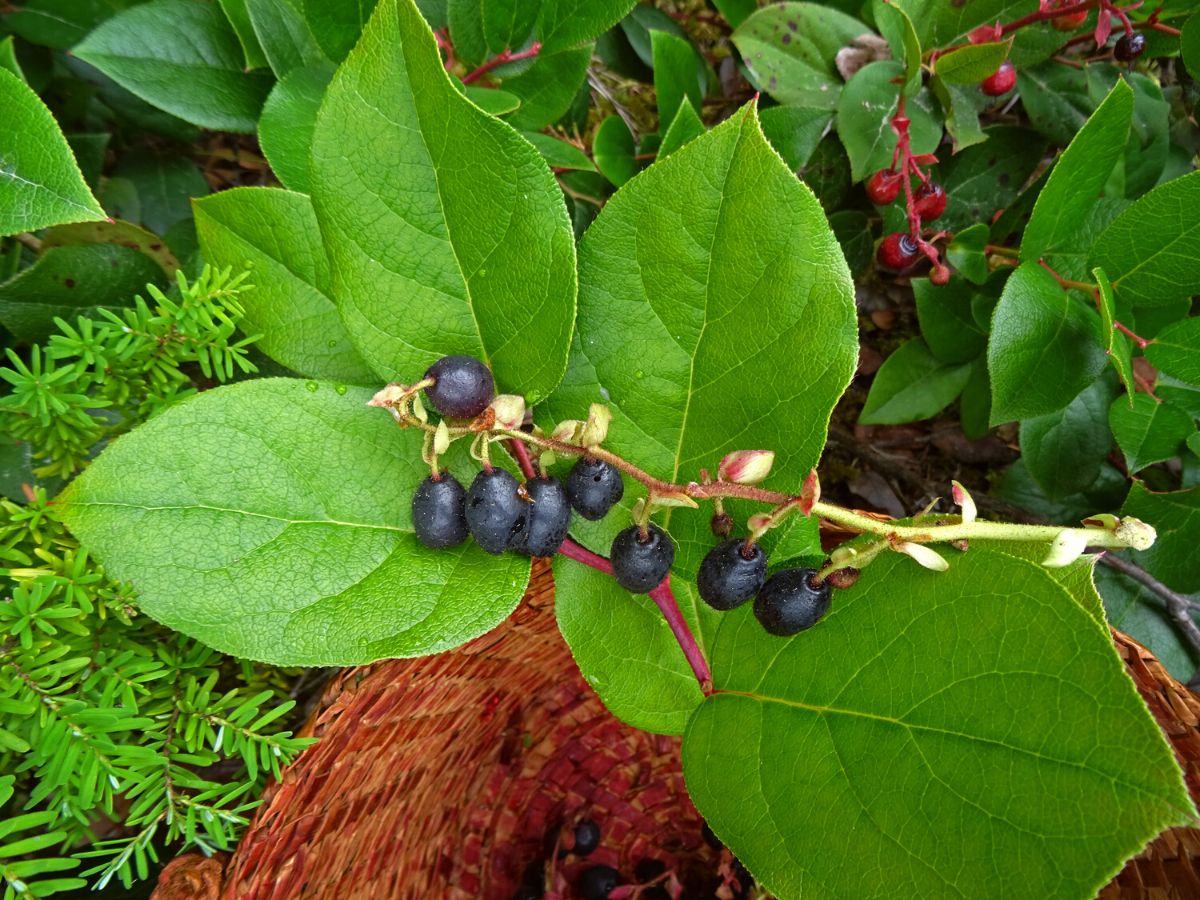 Salal has edible purple berries on Thursd