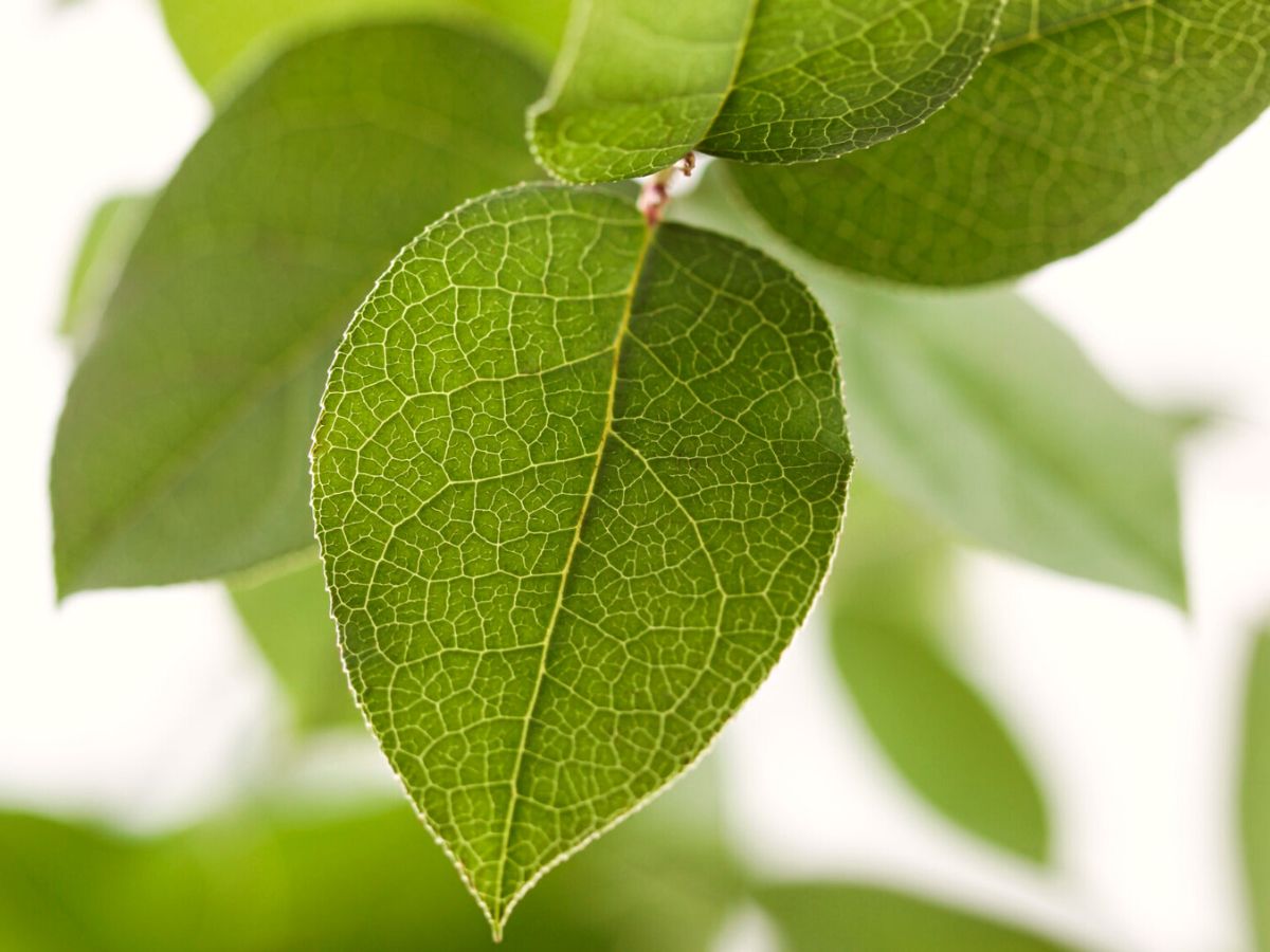 Salal - Dried and Preserved Salal - Dried Salal Leaves - Salal Leaves Green  Color - Dried Foliage - DIY Fowers - Dried Greenery