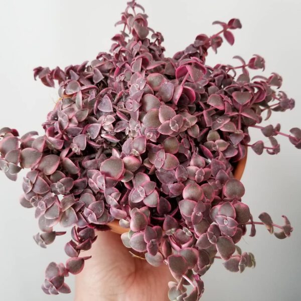 15 Pink-Leaved Plants That Offer Subtle Color