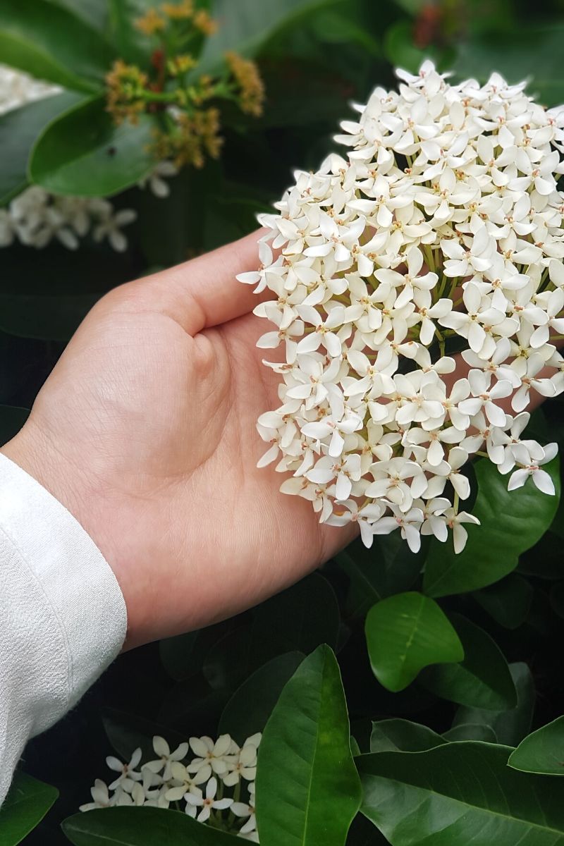 The Beauty Of the Jasmine Flower - Article on Thursd