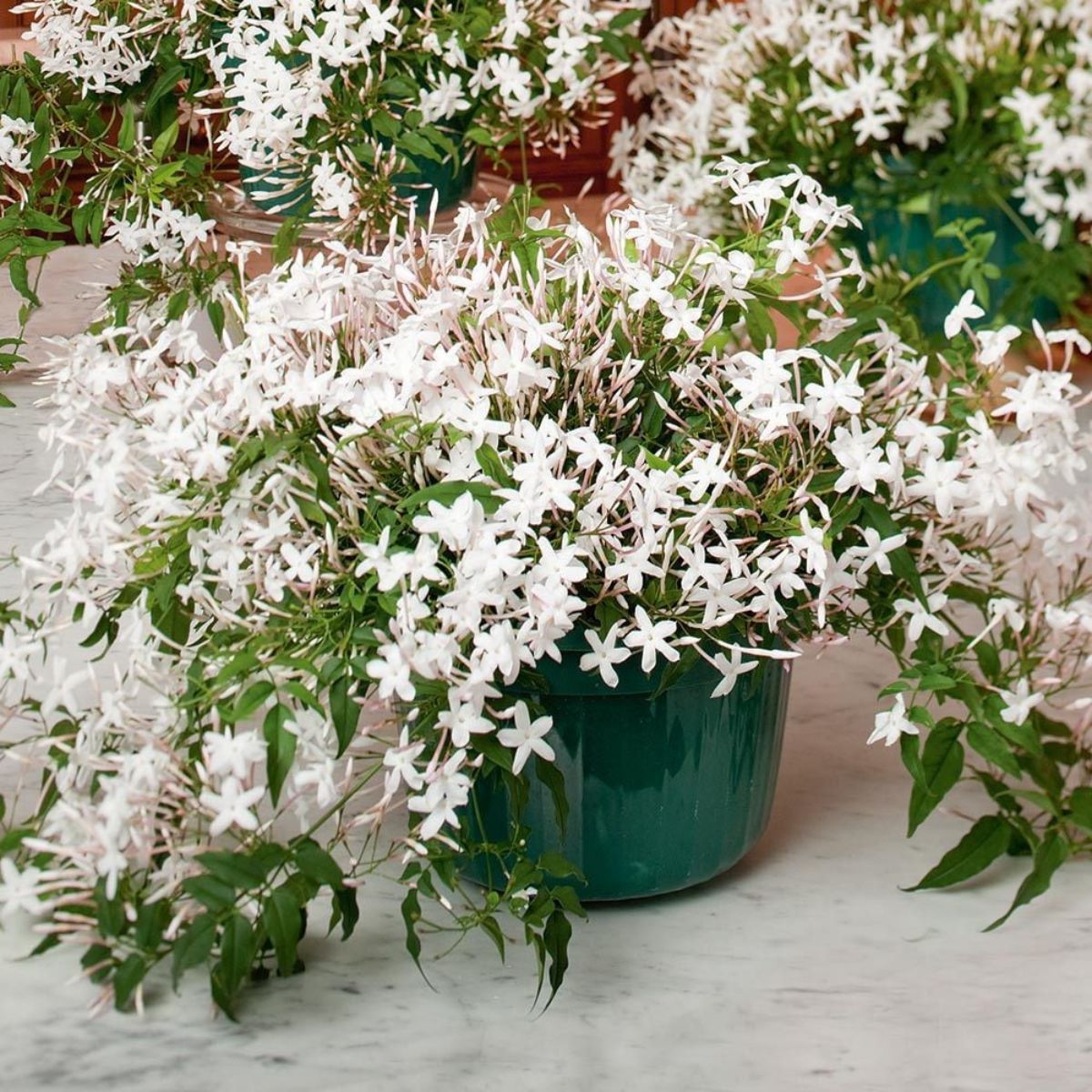 How to prune jasmine flowers on Thursd