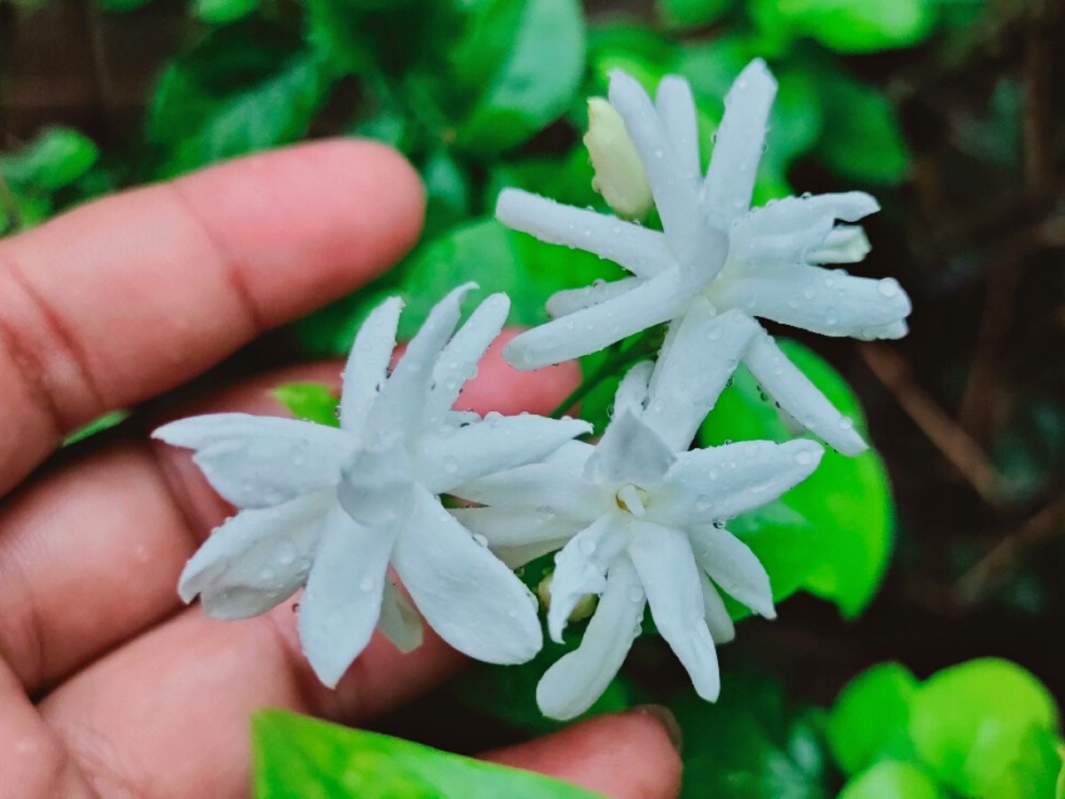 The Beauty of the Jasmine Flower