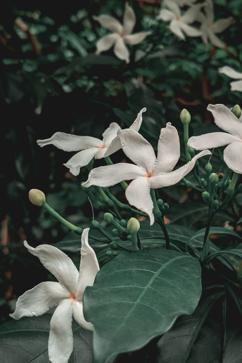 White jasmine flower on Thursd