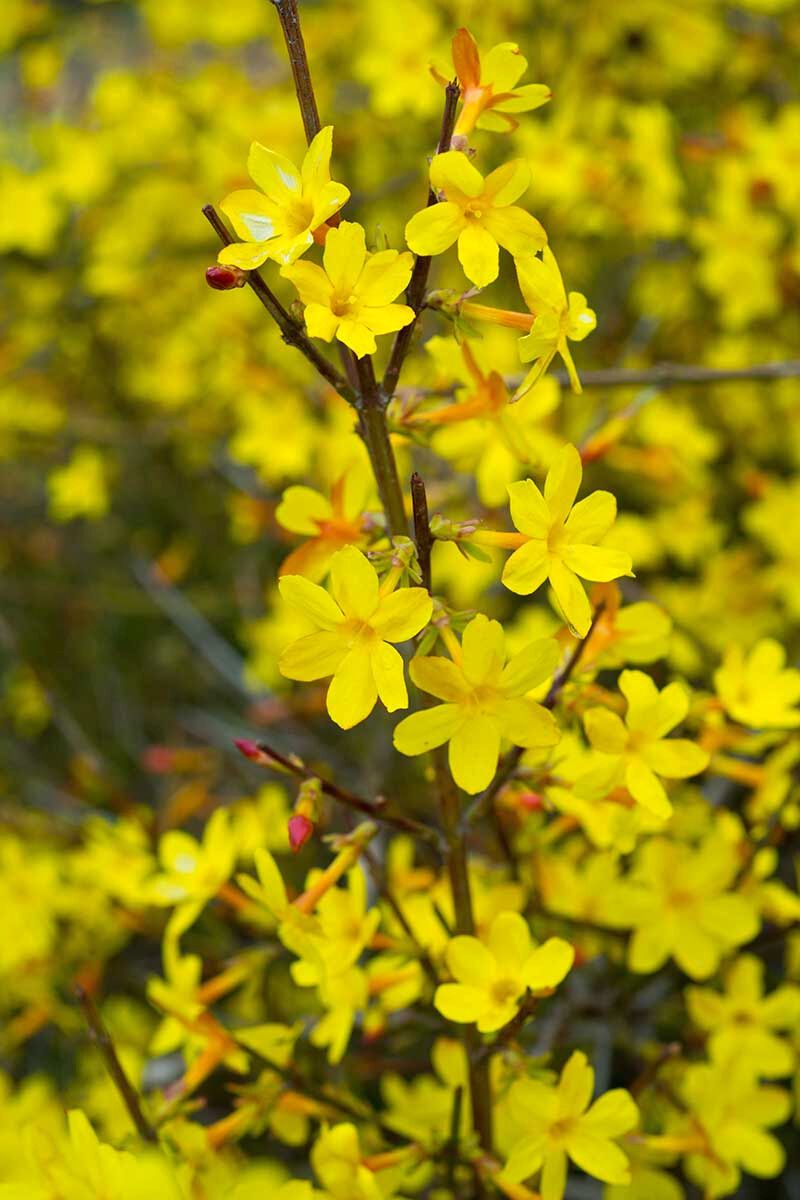 Winter jasmine flower on Thursd