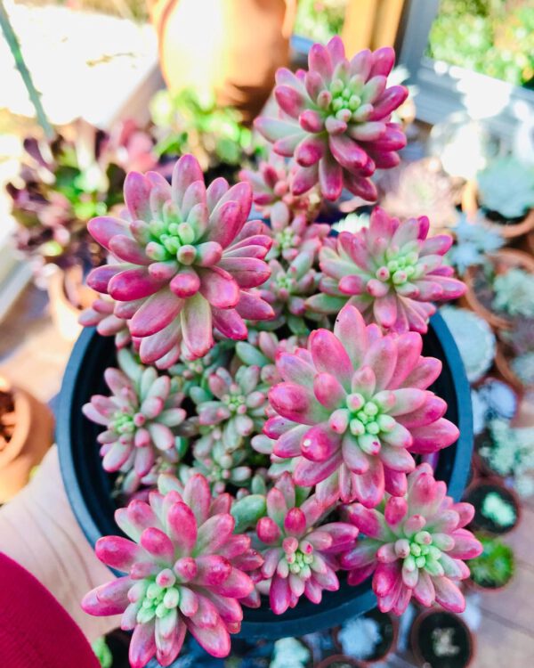 Pretty in Pink – 15 Pink Houseplants That Add a Pop of Color Sedum rubrotinctum Aurora on Thursd