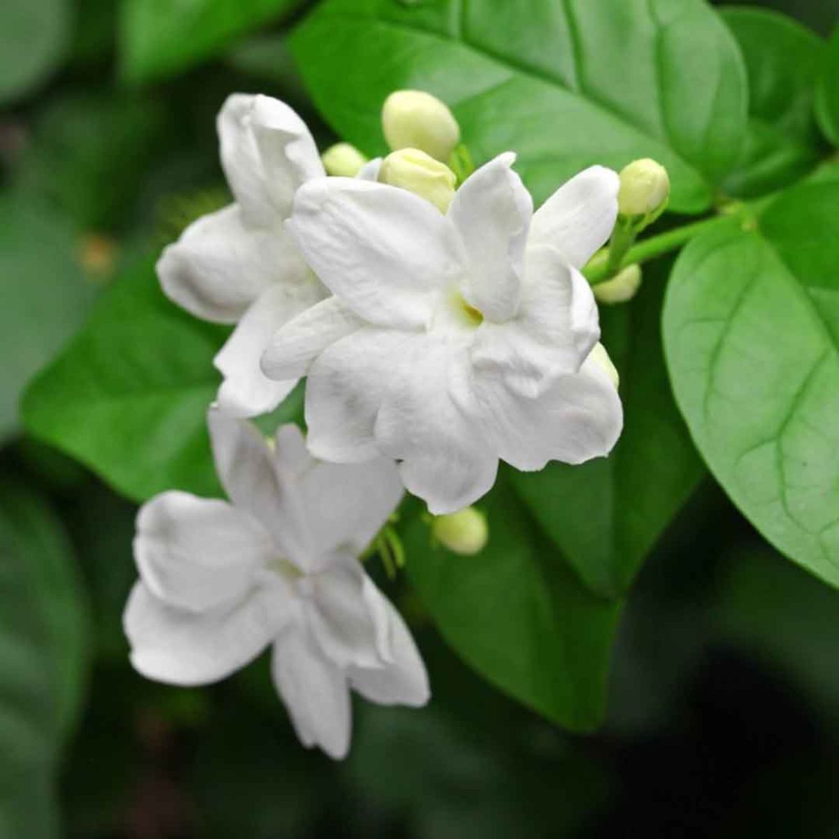 Arabian jasmine flower on Thursd