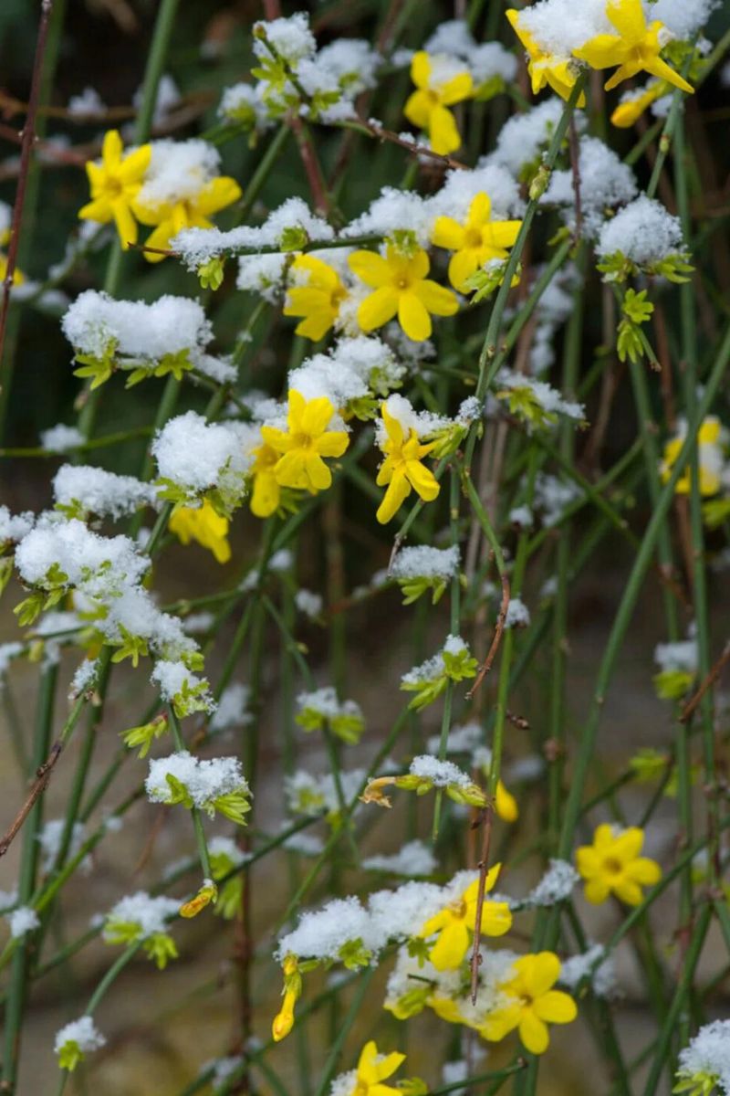 Winter jasmine flower during winter season on Thursd