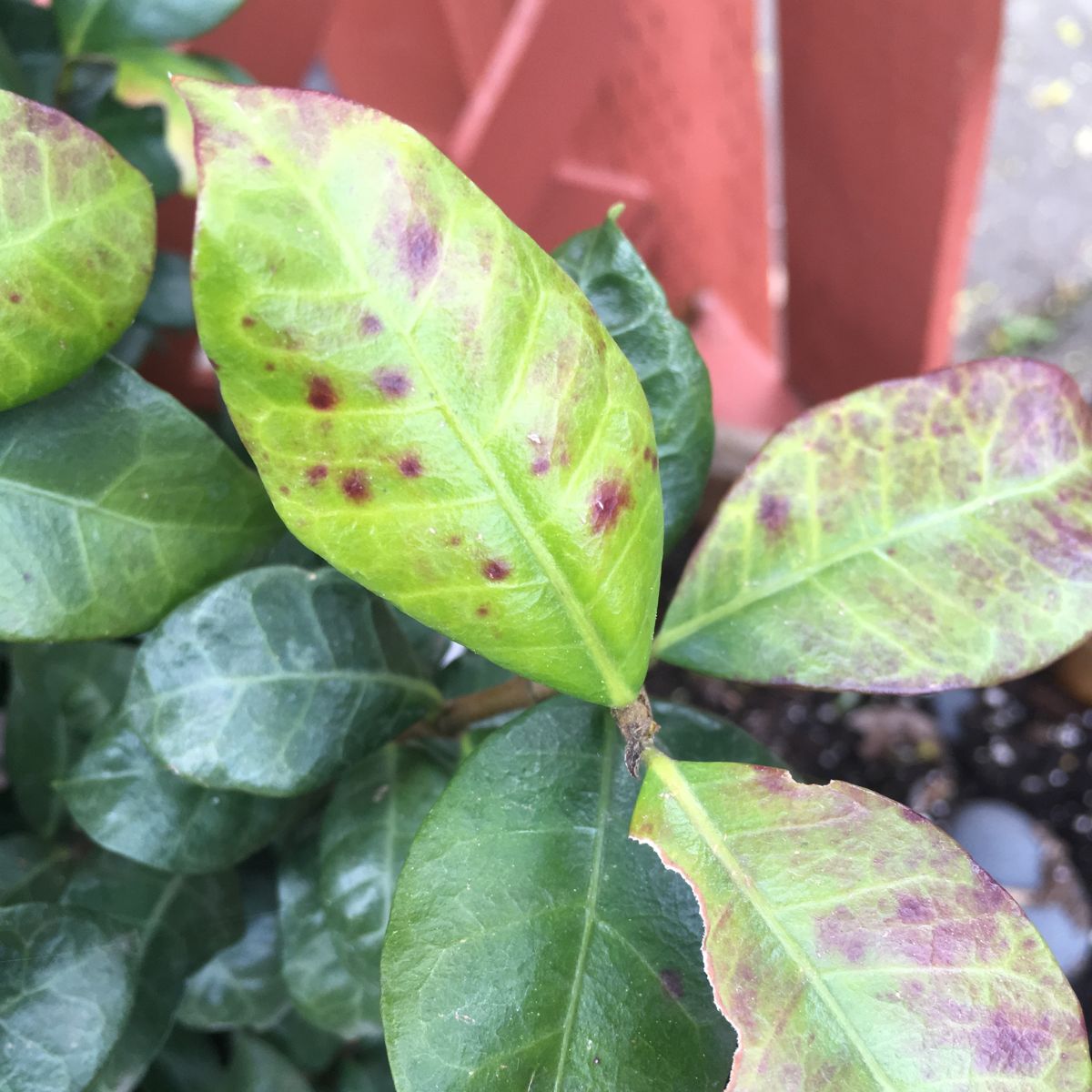 Pests and diseases that can be found in the jasmine flower on Thursd