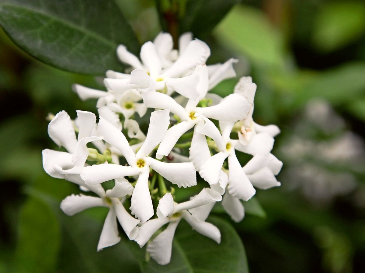 Star jasmine flower on Thursd