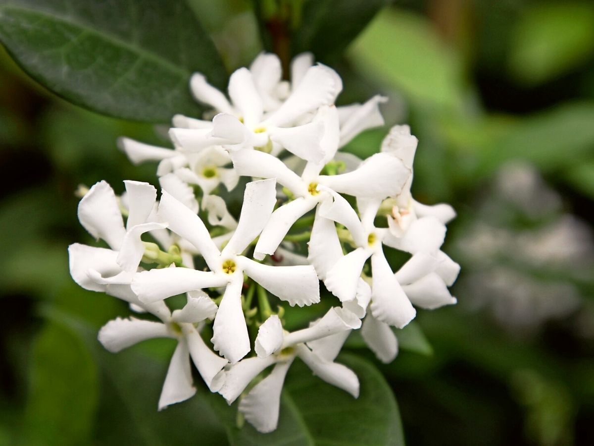 The Beauty of the Jasmine Flower