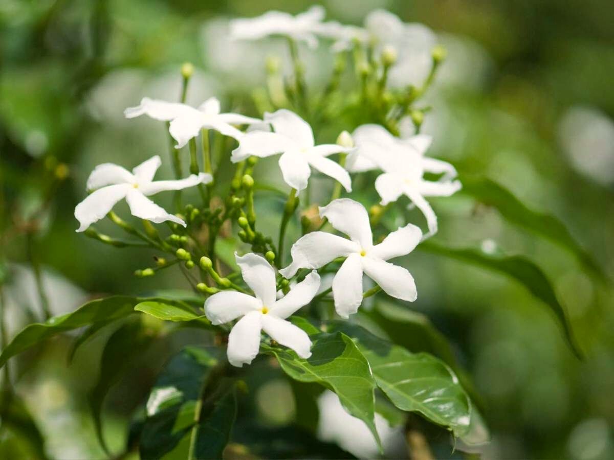 View of group of jasmine flowers on Thursd