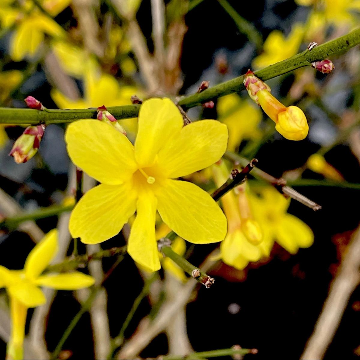 Meet the jasmine flower on Thursd
