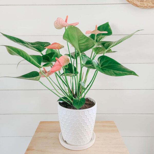 Pretty in Pink - 15 Pink Houseplants That Add a Pop of Color - Article o