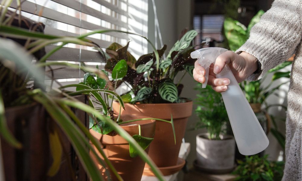 A lightning guide for indoor plants