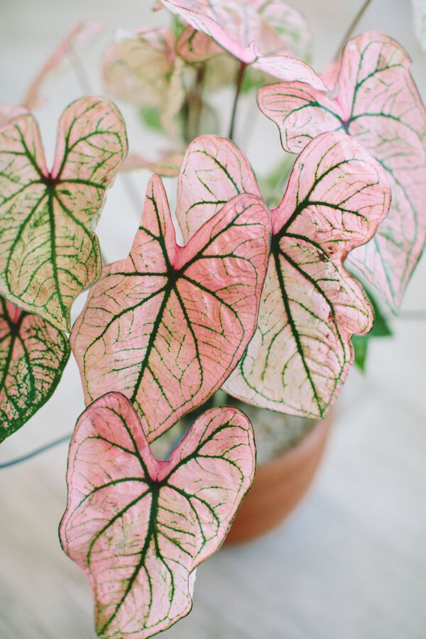 Pretty in Pink – 15 Pink Houseplants That Add a Pop of Color Pretty Pink Caladium on Thursd