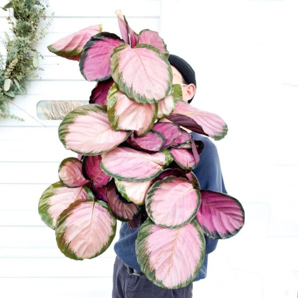 Pretty in Pink – 15 Pink Houseplants That Add a Pop of Color Calathea roseopicta Rosy