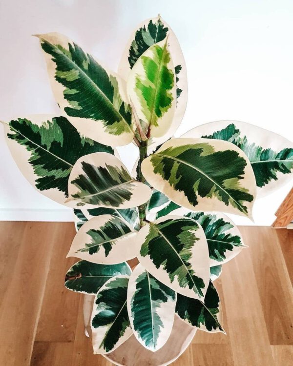 Pretty in Pink – 15 Pink Houseplants That Add a Pop of Color Ficus Elastica Tineke