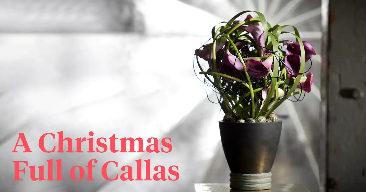Callas for Christmas The Merriest Flower Treat header on Thursd