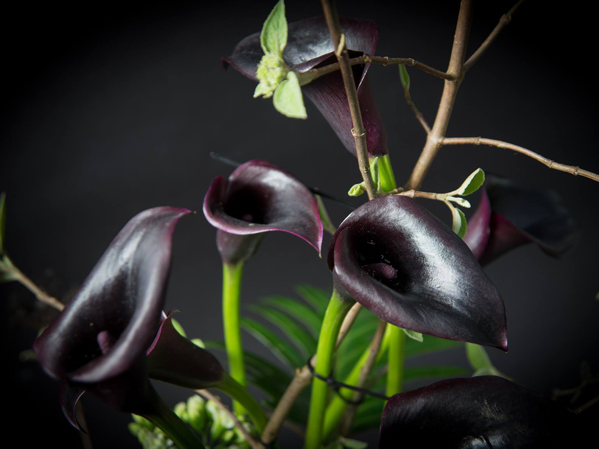 Purple calla with twigs on Thursd.jpg