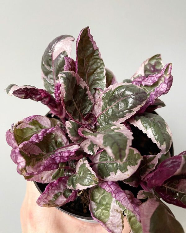 Pretty in Pink – 15 Pink Houseplants That Add a Pop of Color Snow White Waffle Plant Hemigraphis alternate on Thursd