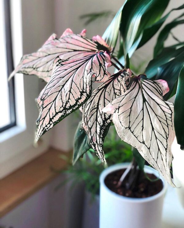 Pretty in Pink – 15 Pink Houseplants That Add a Pop of Color Caladium Pink Symphony