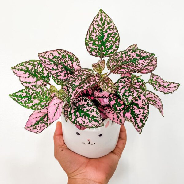 Pretty in Pink – 15 Pink Houseplants That Add a Pop of Color Pink Polka Dot Plant Hypestes phyllostachya on Thursd