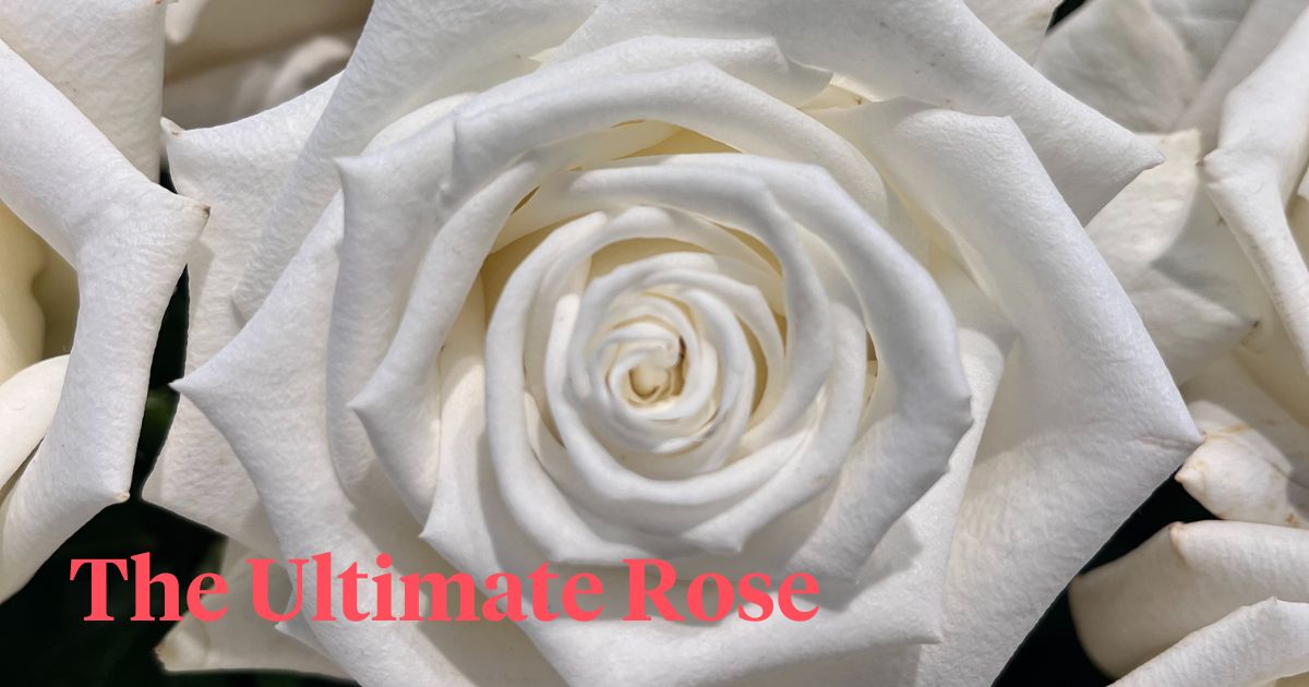 The ultimate rose Alkavat Group header on Thursd 